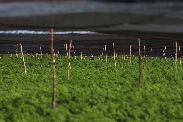 Inspektion einer Cannabis Plantage