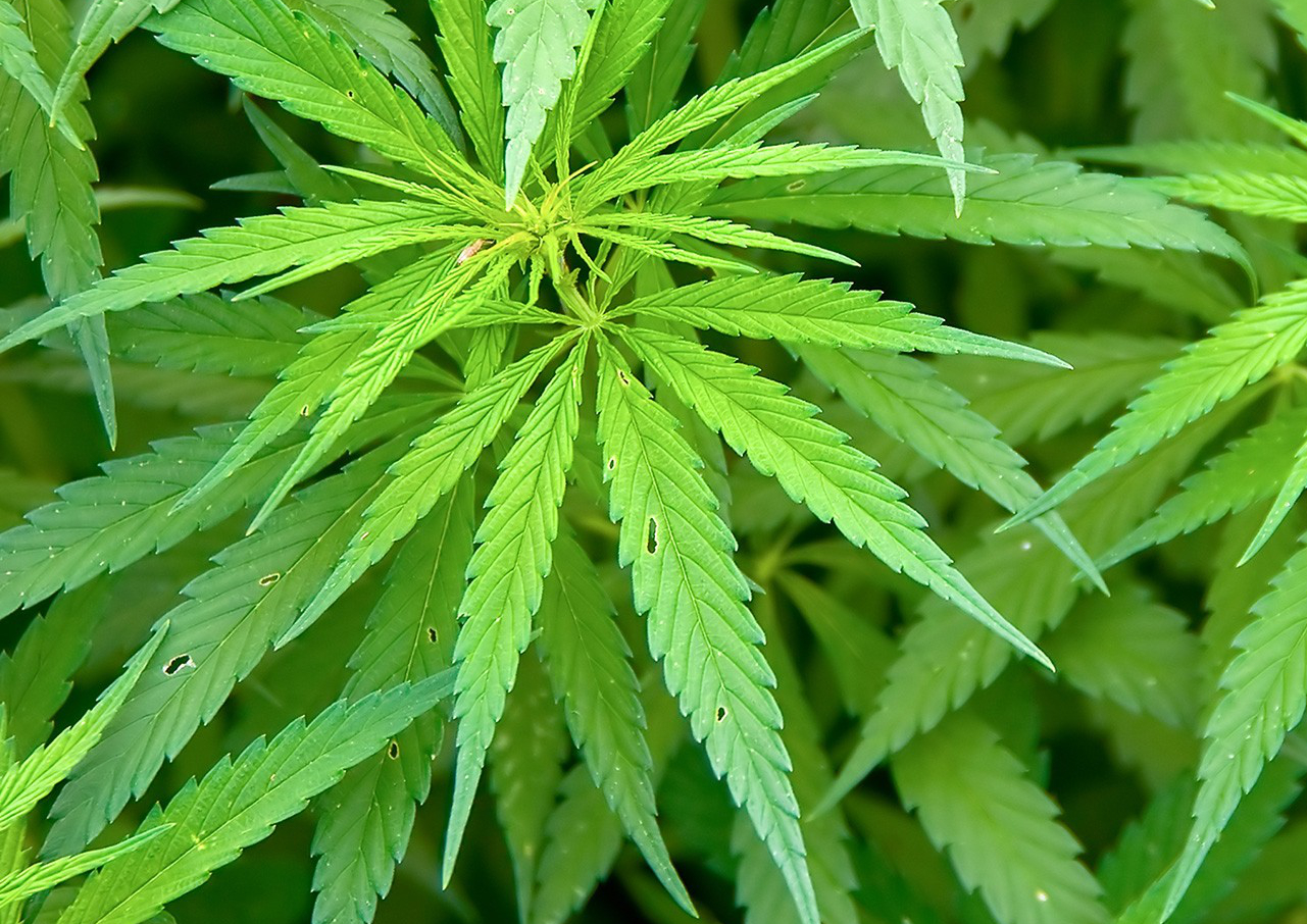 Der Größte Marihuanalieferant Der Welt Ist Entstanden