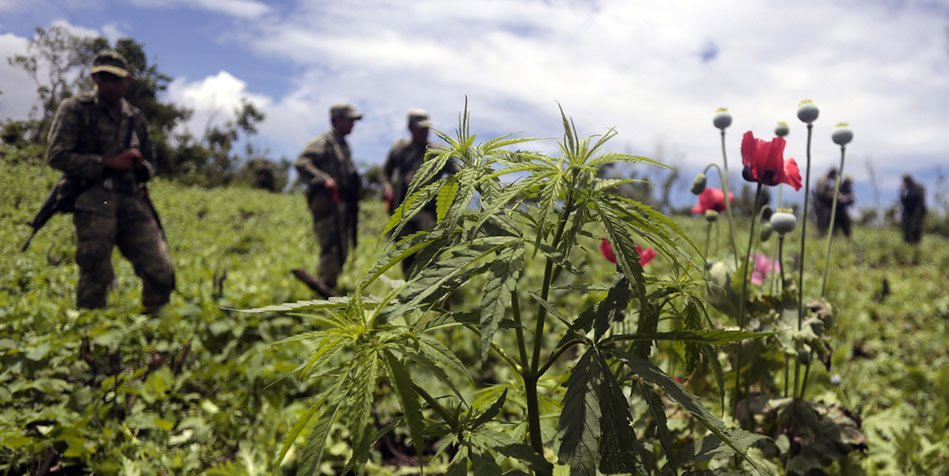 Cannabis- und Mohnfeld in Mexiko