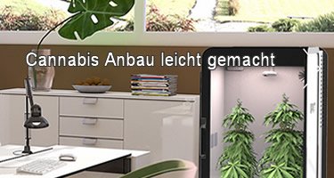 Cannabis Anbau mit Plug N Plant