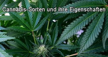 Cannabis Sorten