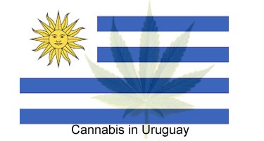 Cannabis in Uruguay