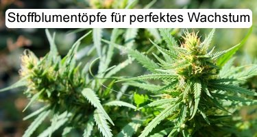 Cannabisanbau mit Stofftöpfen