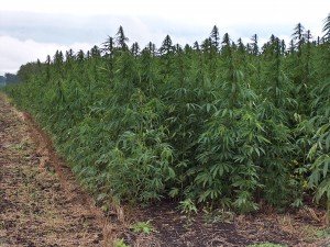 Weedfeld