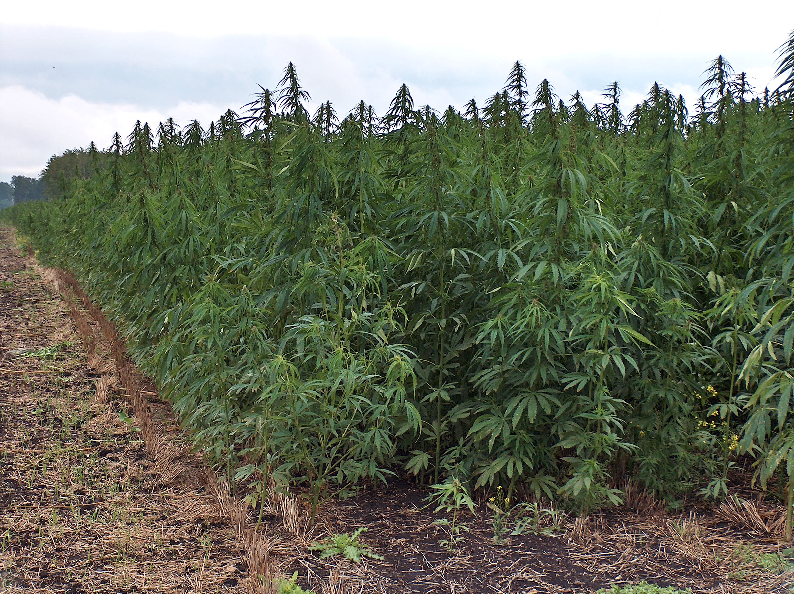 Weedfeld
