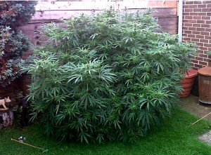 Cannabis Anbau im Garten - für viele ein Traum