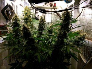 Cannabis Growbox für Homegrower