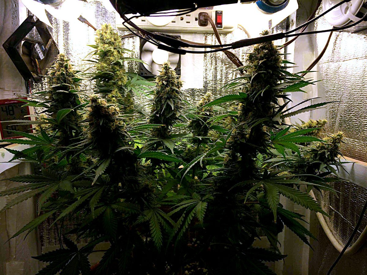 Cannabis Growbox für Homegrower