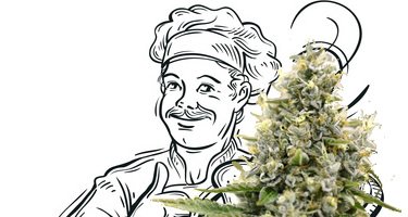 Grundlagen Cannabis Küche