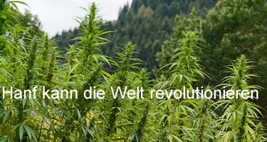 Hanf revolution