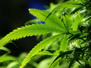 Cannabispflanze