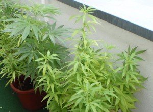 Cannabis Tee auf dem Balkon züchten