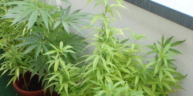 Cannabis Tee auf dem Balkon züchten