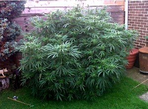 Cannabis Anbau im Garten - für viele ein Traum 