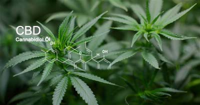 Die Heilkräfte von Cannabidiol-Öl