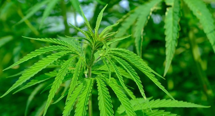 Cannabis Sorten Und Ihre Wirkung: Sativa, Indica Und Ruderalis Vergleich