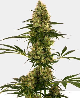 Blue Bullet Automatic Seeds