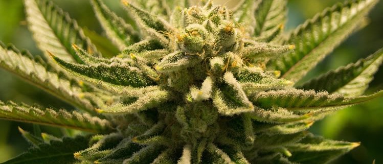 Die besten Cannabis Samen