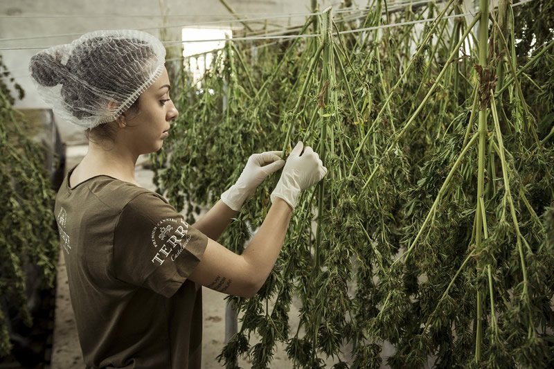 Vereinte Nationen billigen WHO-Empfehlung zur Neueinstufung von Cannabis