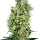 Cali Orange Bud Reguläre Hanfsamen von White Label