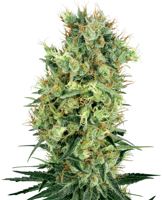 Cali Orange Bud Reguläre Cannabissamen von White Label 10 Stk