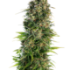 Hindu Kush Automatic Hanfsamen