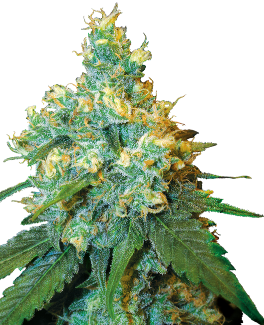 Jack Herer® Reguläre Cannabissamen 10 Stk