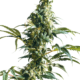 Mexican Sativa Reguläre Hanfsamen