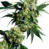 Mr Nice G13 X Hash Plant Reguläre Hanfsamen