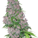 Purple Bud Feminisierte Hanfsamen von White Label