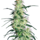 Purple Haze Feminisierte Hanfsamen von White Label