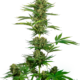 Sensi #743 CBD Samen