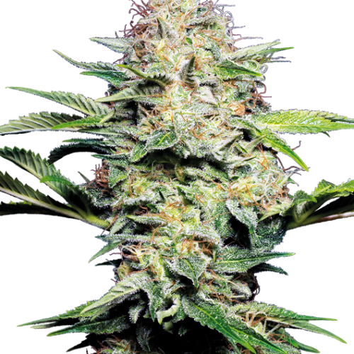 Feminisierte Samen Cannabis Special 2384