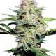 Sensi Skunk Automatic Hanfsamen