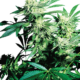 Skunk Kush Feminisierte Hanfsamen
