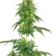 Strawberry Kush Feminisierte Hanfsamen von White Label