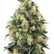 Super Skunk Automatic Hanfsamen