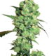 Super Skunk Reguläre Hanfsamen von White Label