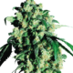 Super Skunk Feminisierte Hanfsamen