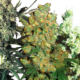 Feminized Mix Hanfsamen