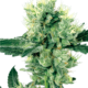 White Haze Reguläre Hanfsamen von White Label