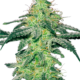 White Skunk Feminisierte Hanfsamen von White Label