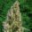 Anbau Autoflowering Cannabis-Samen