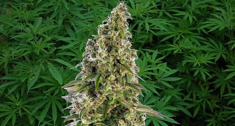 Anleitung zum Anbau von Autoflowering Cannabis-Samen
