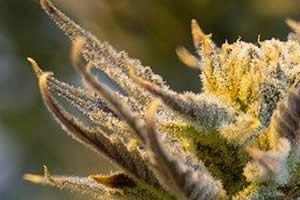 Cannabis-Samen