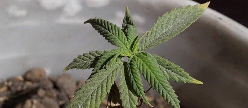 Vegetative Wachstumsphase beim Cannabisanbau
