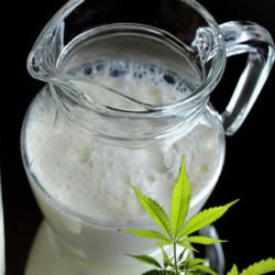 infundierte Cannabis-Milch