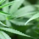Deutschlands progressive Wende: Die Vorteile der Cannabis-Legalisierung