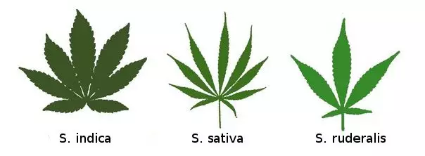 Die drei Cannabis Sorten