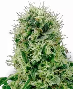 Wirkung Cannabis Sativa Pure Power 